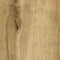 Eiche Wotan 3D (385)